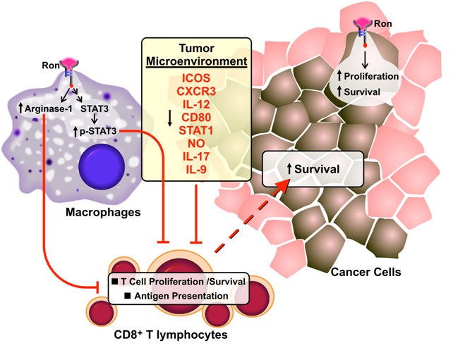 immunosuppressive-role