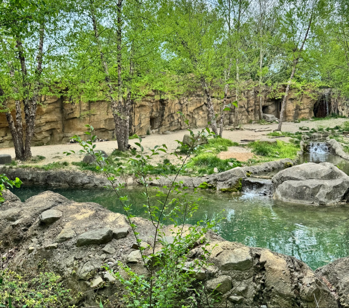 Cincinnati Zoo spotted wild dog habitat with trees and a pond