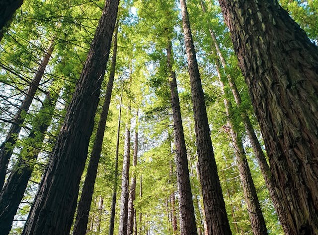 below shot of tree canopy