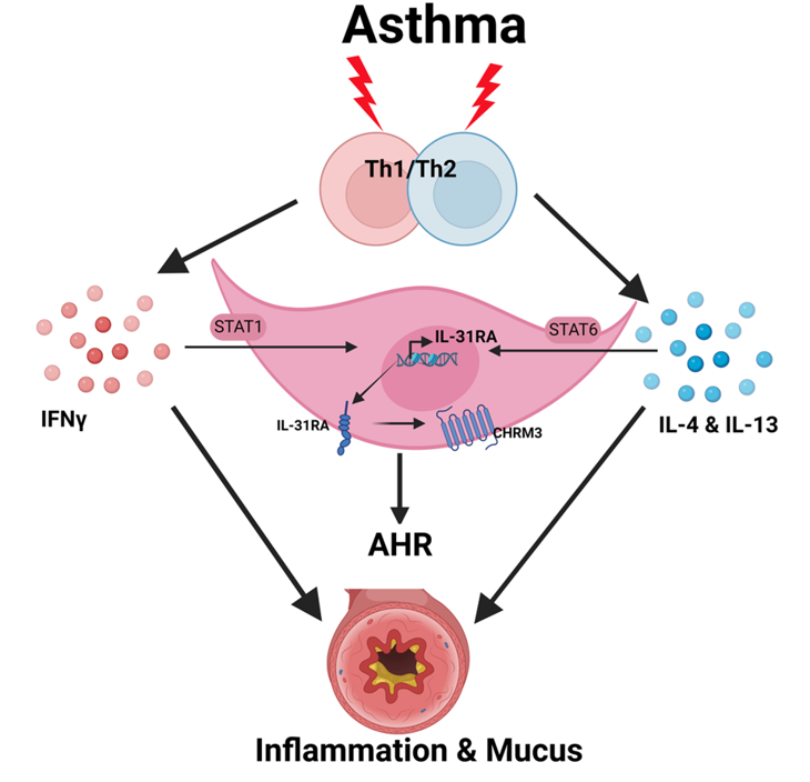 Image depiction of Asthma