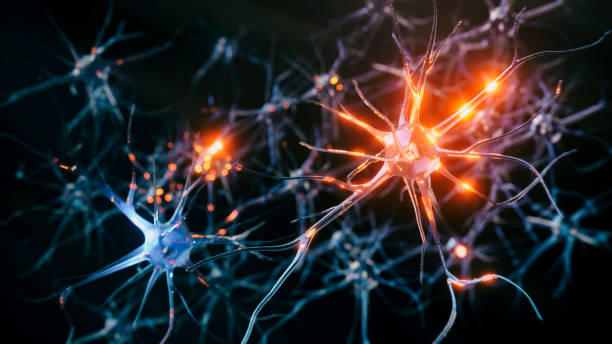 Image of Neurons