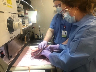 Gross Bench Specimen Review