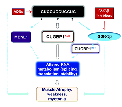 GSK3β-CUBP1 Pathway